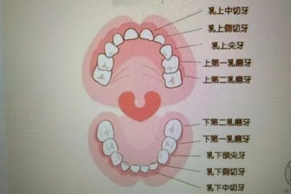 儿童牙齿图片结构图片
