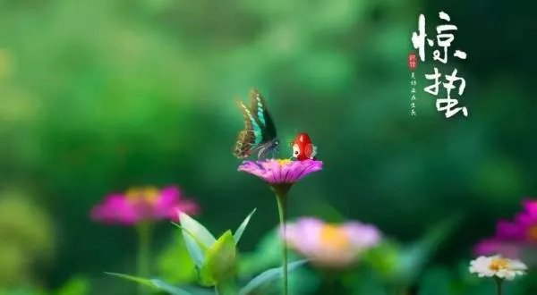 惊蛰怎么读 惊蛰的蛰是什么意思