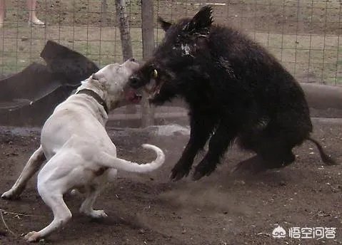 什么狗的耐力最强