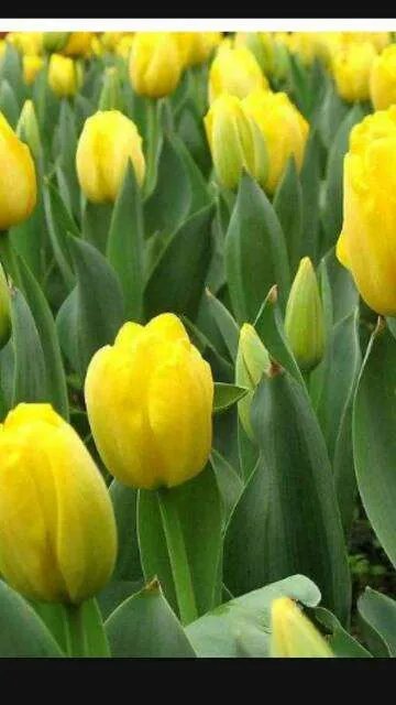 天下无诈 演员用的是什么手机？