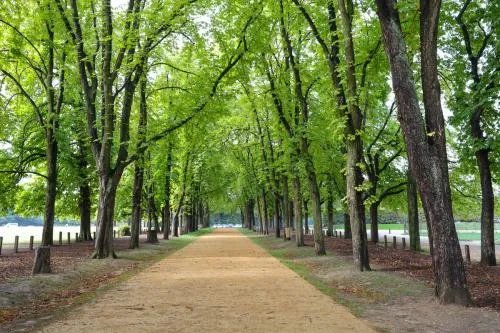 路边树木安呼吸道有什么危害？