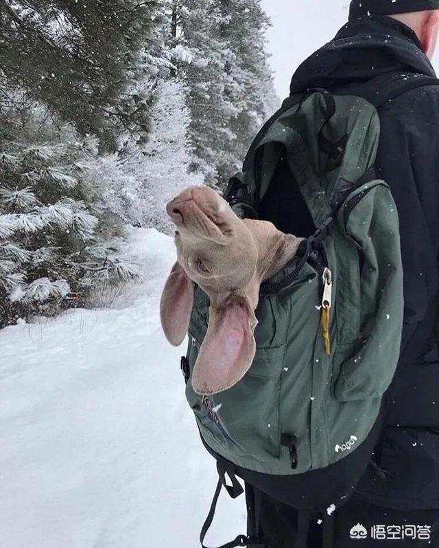 什么狗的耐力最强