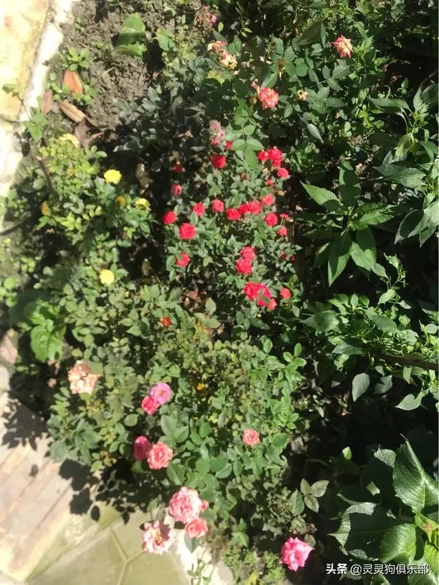 成都市郫都区三道堰小产权房可以买吗？