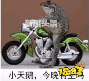 小天鹅今晚有空吗是什么梗什么意思 小天鹅