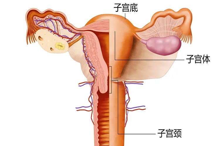 怀孕的子宫和正常子宫的区别图片