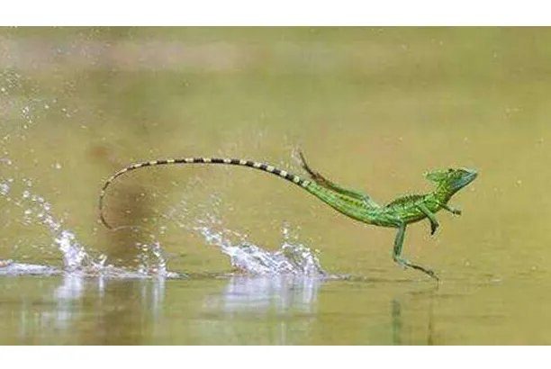 世界十大不可思议的生物 第三名可以永生不死，第二外形怪异