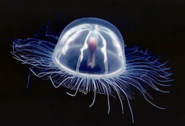 世界十大不可思议的生物 第三名可以永生不死，第二外形怪异