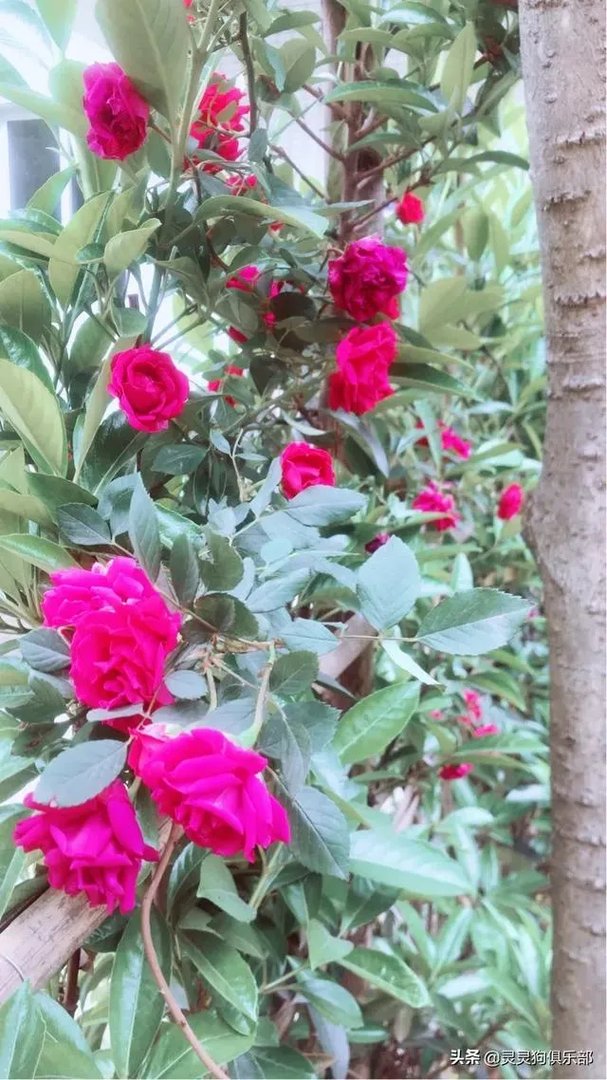 成都市郫都区三道堰小产权房可以买吗？