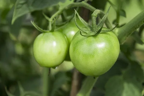 没熟的青西红柿能吃吗