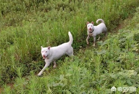 什么狗的耐力最强