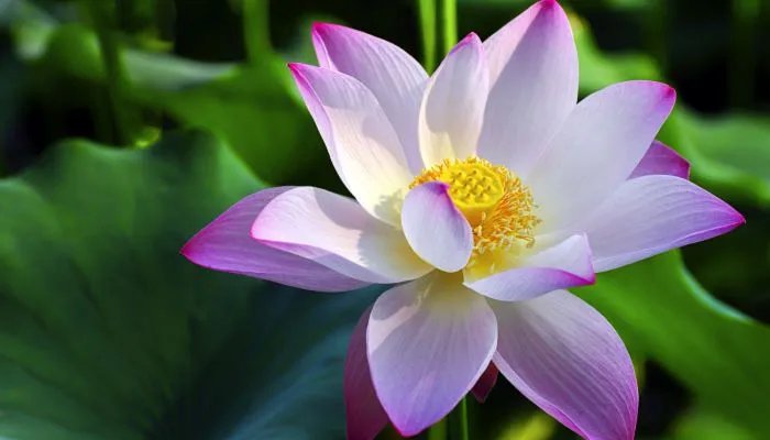 与夏至有关的优美诗句