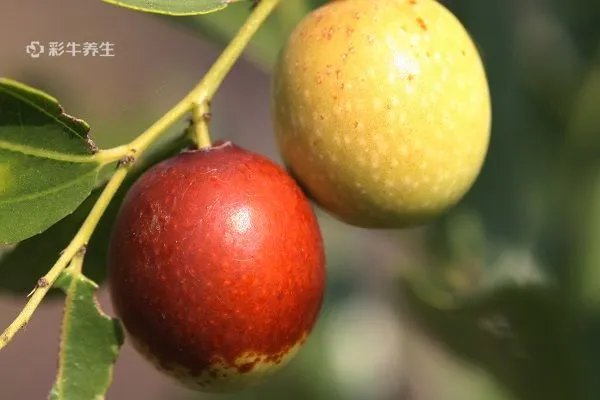 维生素c的水果有哪些