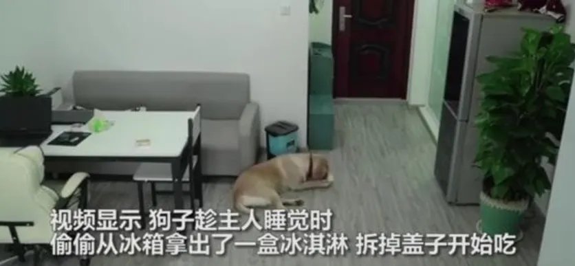 狗狗趁主人睡觉开冰箱偷吃雪糕,吃完之后它还做了什么?