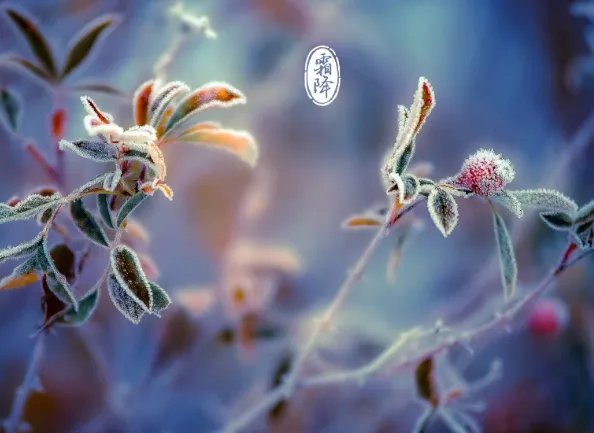 二十四节气图一套 美得令人窒息的二十四节气图