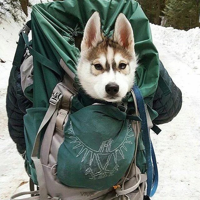 什么狗的耐力最强