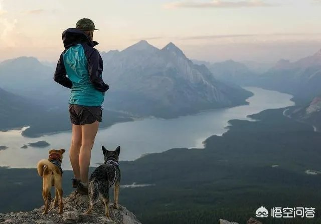 什么狗的耐力最强