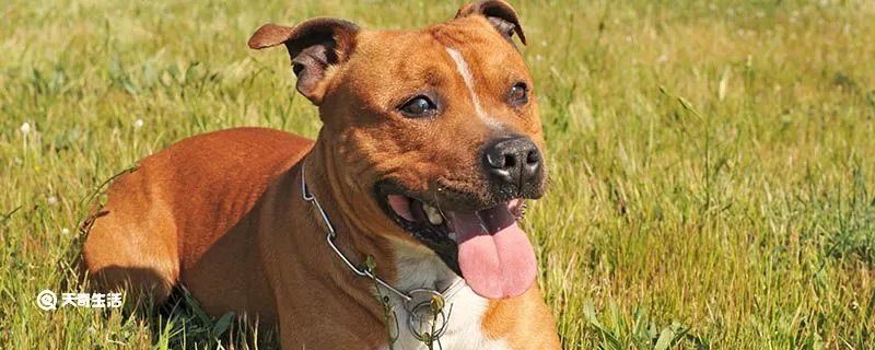 比特犬和藏獒哪个厉害 比特犬的优点和缺点