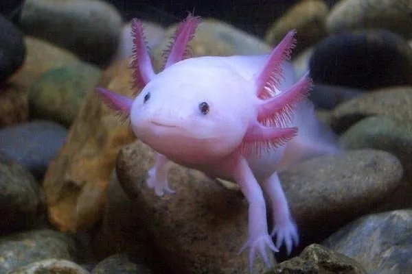 世界十大不可思议的生物 第三名可以永生不死，第二外形怪异