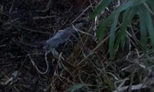 扯雀塘为什么有毒 在什么地方解密