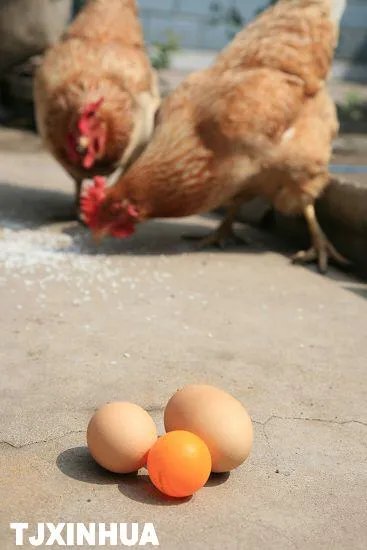 中国巨蛋网的介绍