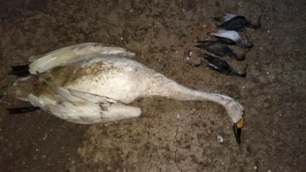 鄱阳湖大雁和天鹅被偷猎了吗?