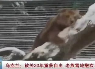 老熊重获自由撒欢是怎么回事?老熊雪被关20年?