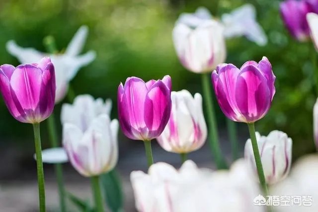 北京有哪些地方适合春游?