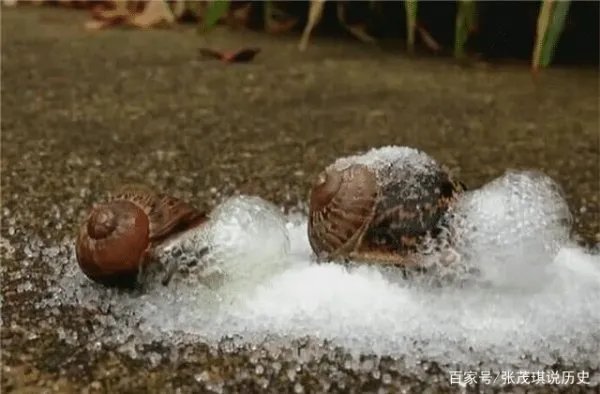 为什么蜗牛不能碰到盐，碰到了盐就会死吗？