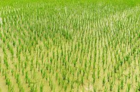 对于袁隆平团队沙漠海水稻亩产超千斤一事，你怎么看？