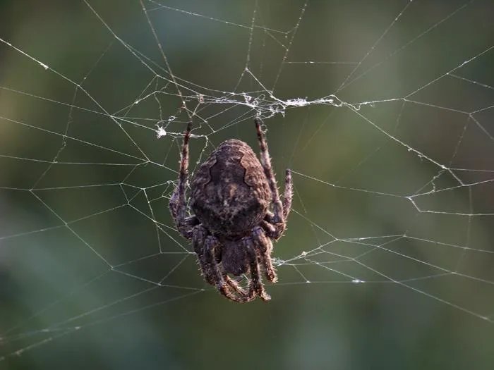 4只黑狗围攻1只大鹅结果被翻盘，小时候去农村你最害怕什么生物？