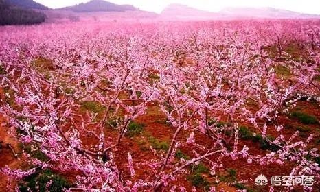 北京有哪些地方适合春游?