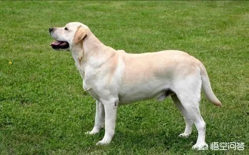 什么狗的耐力最强