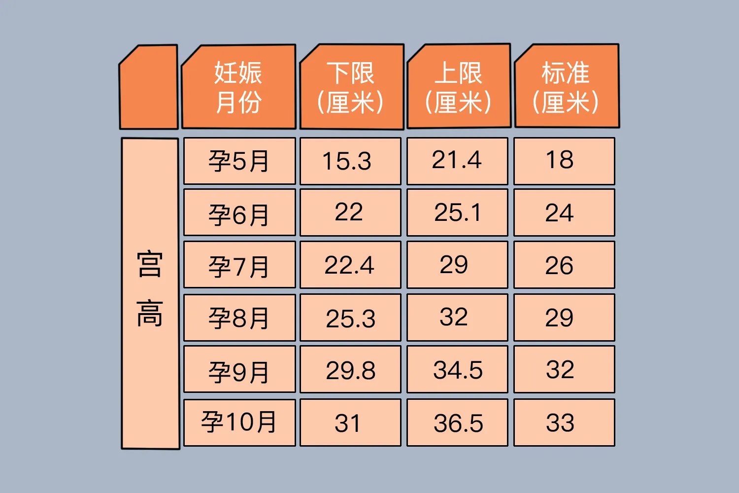 孕期腹围宫高标准图