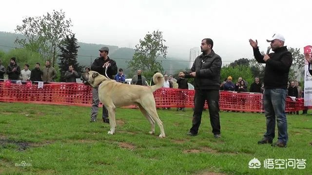 什么狗的耐力最强