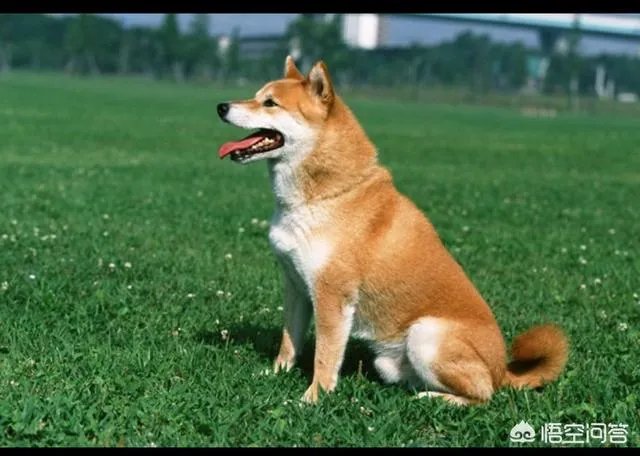 什么狗的耐力最强