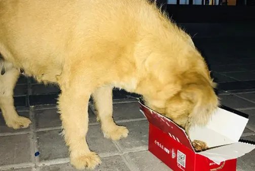 吉林一高校流浪狗常偷学生外卖藏着吃，你对这一幕怎么看？