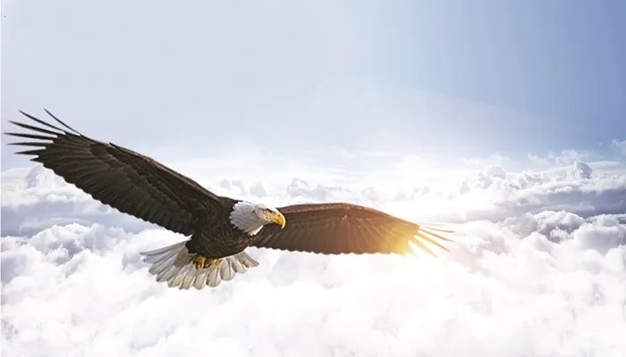 鹰的生活习性 鹰的生活习性有哪些