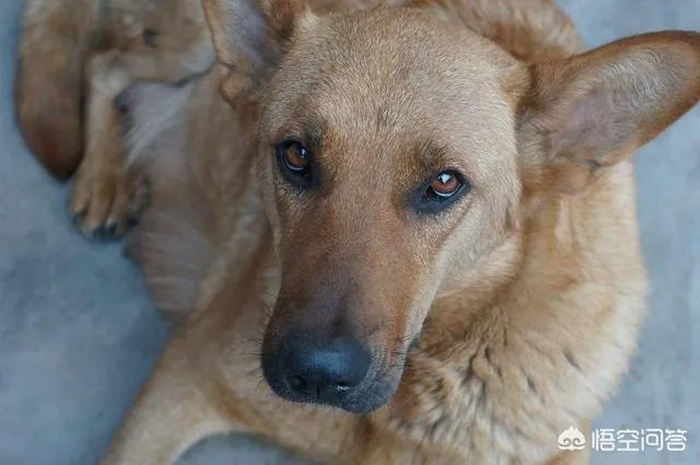 什么狗的耐力最强