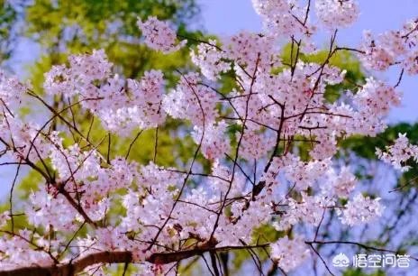 北京有哪些地方适合春游?