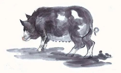 属猪2019年运势运程 生肖猪2019年运势大全