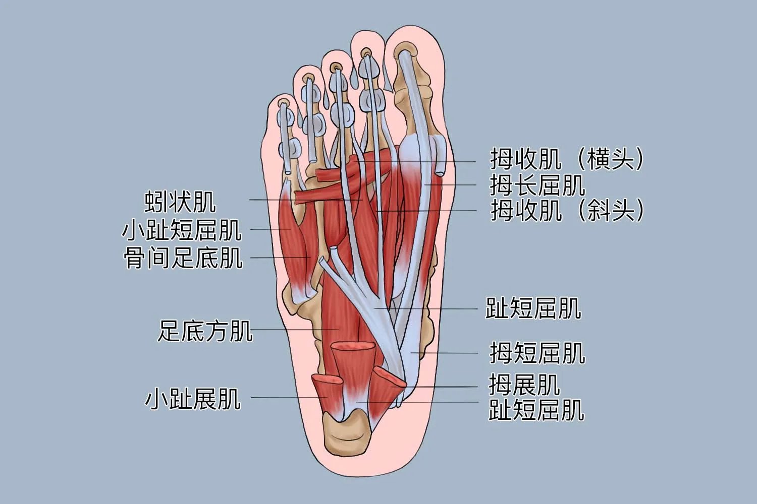 足的解剖图及名称