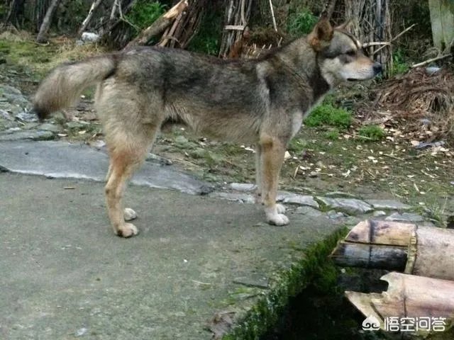 什么狗的耐力最强