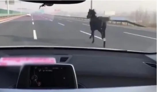 高速上现骏马狂奔是什么情况？