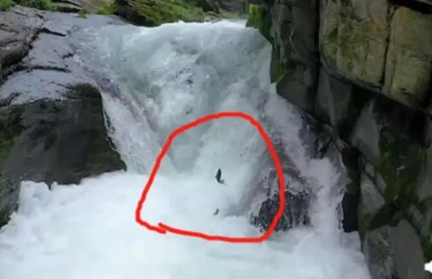 景区上演现实版鱼跃龙门 现场画面曝光什么原因造成的