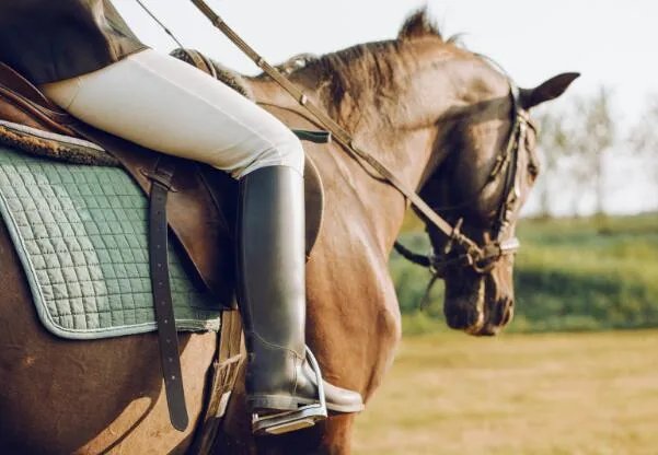 马蹄其实是马的什么 马蹄是马的指甲吗还是脚丫子