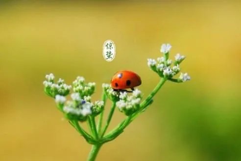 惊蛰怎么读 惊蛰的蛰是什么意思