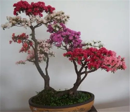 杜鹃花盆景图片鉴赏 如何自制出漂亮的杜鹃花盆景