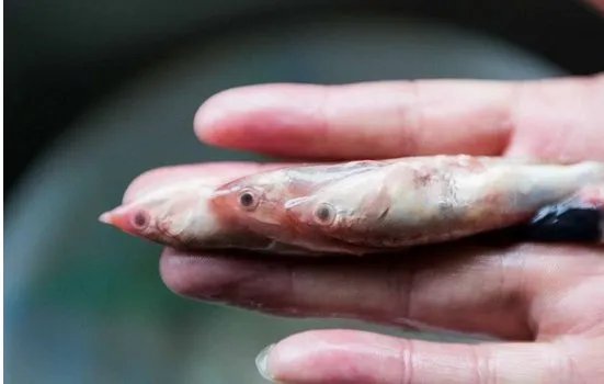 市民买到鱼中鱼是怎么回事？