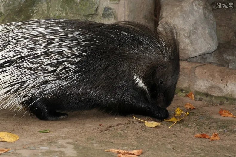 野生动物禁止交易 将会坚决查处违法行为