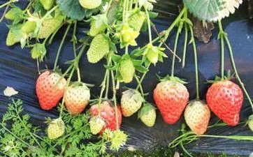 台湾省除夕晚会是春晚吗 年夜饭吃什么